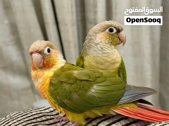 pineapple conure and green cheeck conure very friendly and playful 2 كنيور اناناس و كنيور قرين تشييك