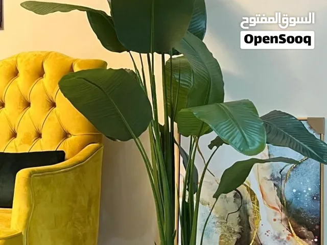 شجرة موز حجم كبير جديده