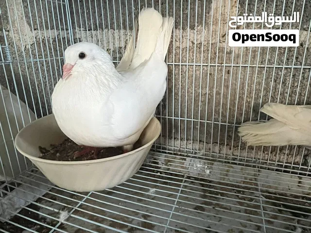 حمام لاحم فرنسي شوف الوصف