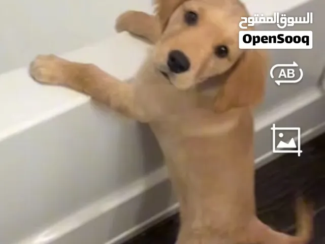 4sale Golden Retriever Pure
