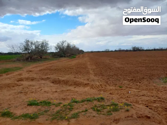 نصف هكتار بسنتر الهيرة مع عروض اخرى للبيع