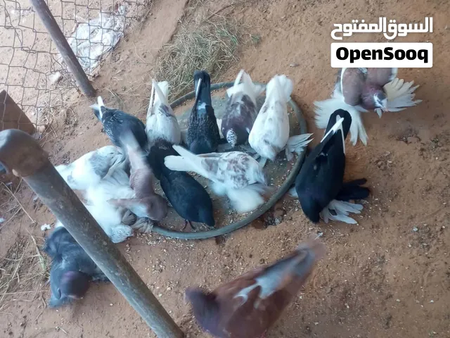هزز وشقلاب