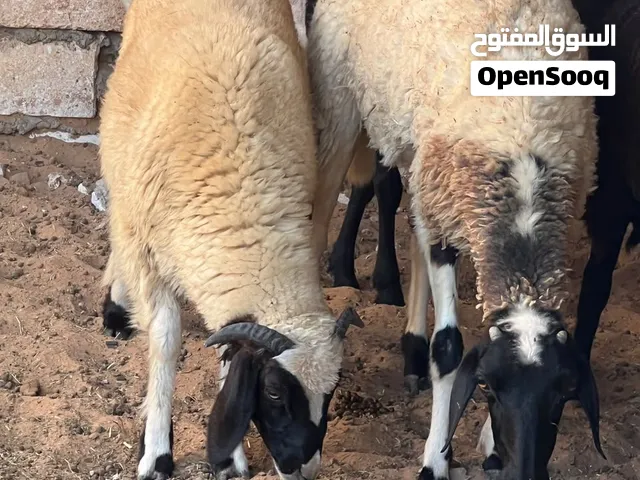 نعاج تبارك الله تحتهم زوز خرفان