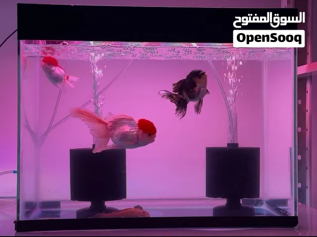 Fish Oranda