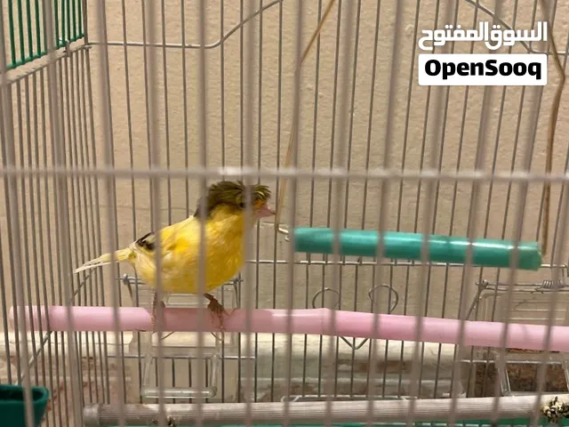 طير كناري مقنبر