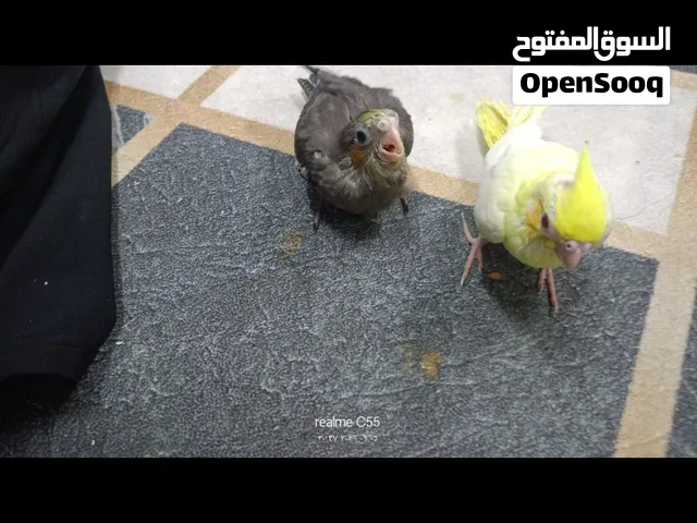 ,فروخ كوكتيل الاتنين ب 550 الي ياخدهم يراعي ربنا فيهم الواحد ب.  300  ملاحظه لا يوجد توصيل. . .