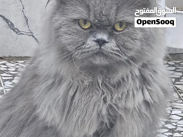 قطة ذكر للتبني
