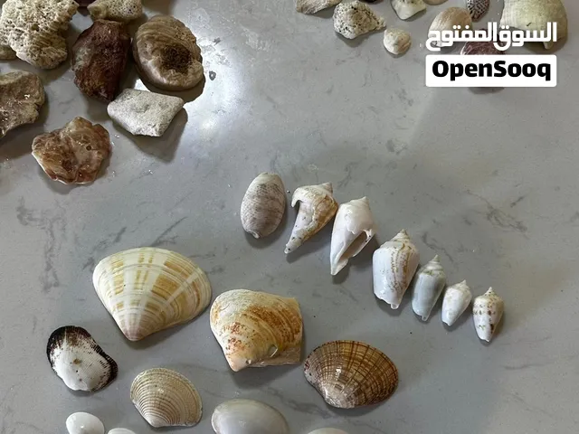 مجموعة أصداف بحرية ومرجان طبيعي – أكثر من 80 قطعة – للزينة والديكور