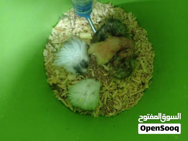 هامستر سعر دينار ونص واطلع يعني كل حيوان له سعر معين