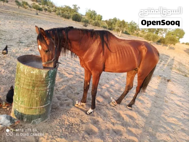 خيول ليبيا
