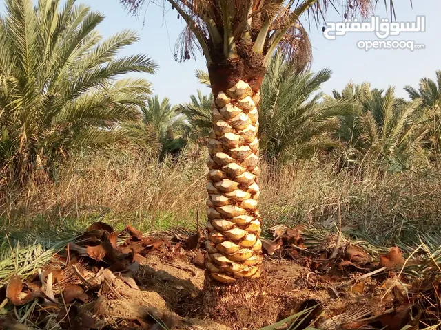 نخيل اللوتز جميع انواع اشجار النخيل زينه والمثمر شامل التوصيل والزراعة للتواصل