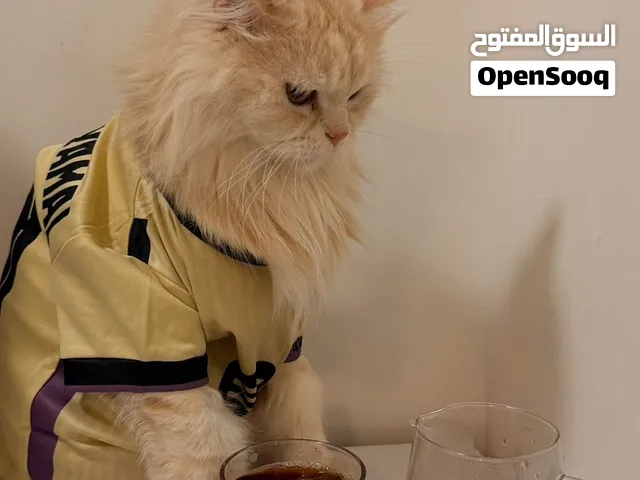 قط جميل جدا تواصل معي بخبرك تفاصيل أكثر