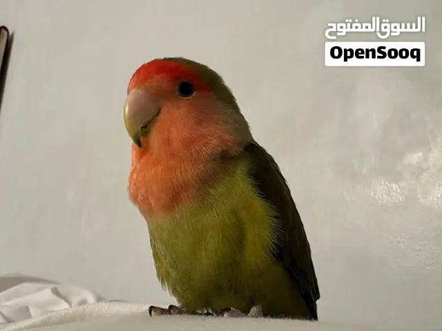 روز ذكر اليف والسعر قابل للتفاوض