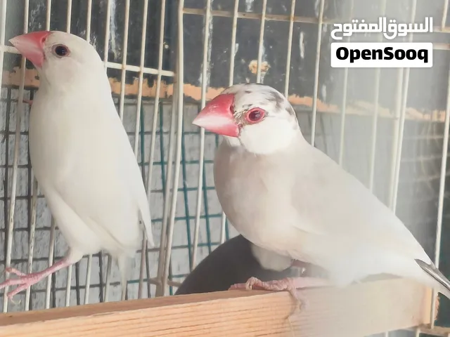 طيور جاوا ازواج