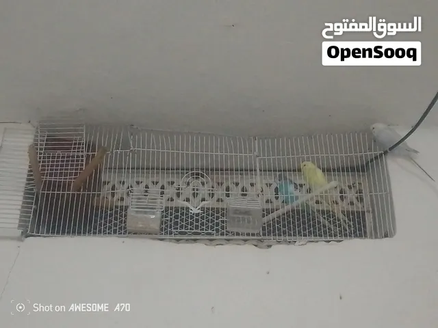 طيور بادجي 2اناث وذكر في اب السبل عرطهطيور بادجي 2اناث وذكر  في اب السبل سبب البيع السفر الطيور ماشا