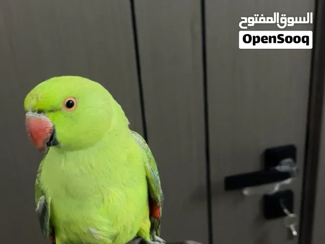 ببغاء حبه وحده ب 200
