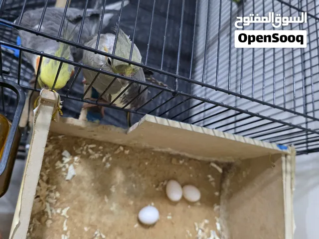 طيور كوكتيل