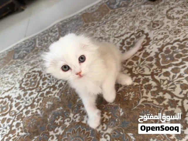 قطط سكوتش فولد صغيرة العمر 45 يوم