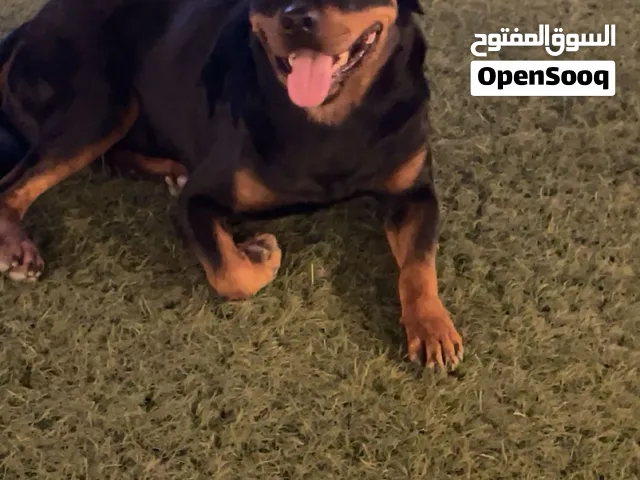للبيع روت وايلر الماني