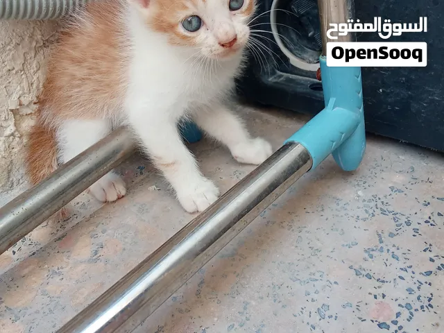 قطط منزليه من فصيله مهجنه من قطة شيرازيه عمرهم شهر ونص متعلمين على لتر بوكس