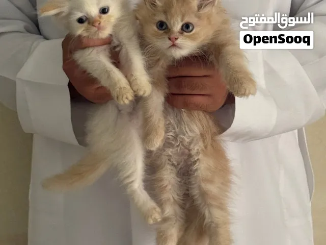 قطط للبيع مكس شيرازي