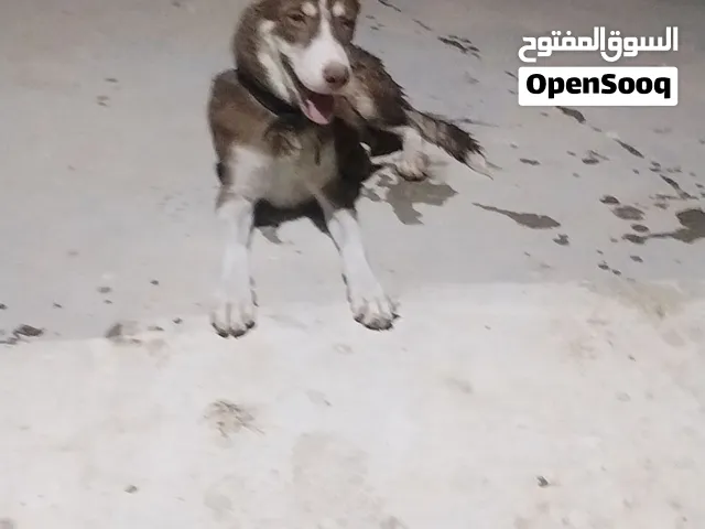 كلب هاسكي للبيع مكاني بصره قضاء الزبير التواصل رقم موبايلي