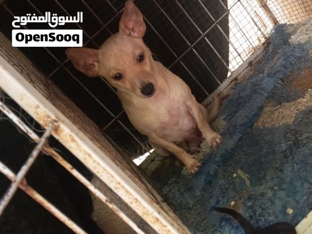 كوبية عمرها سنه ونص
