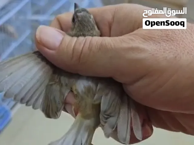 هجين سسكن إيطالي