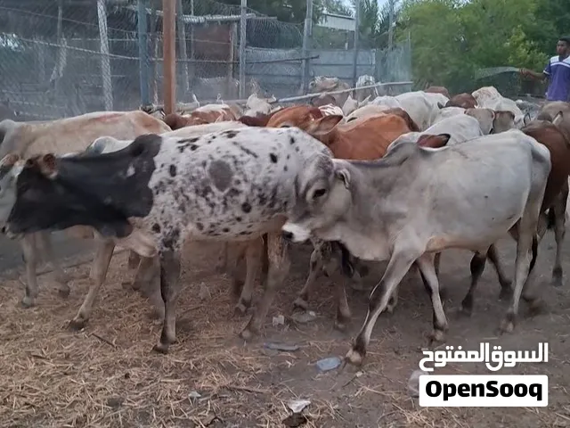 عجاله حال تربيه السعر نهايه والتواصل اتصال او واتساب