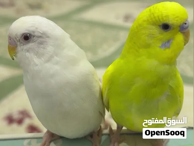 زوج بادجي للبيع
