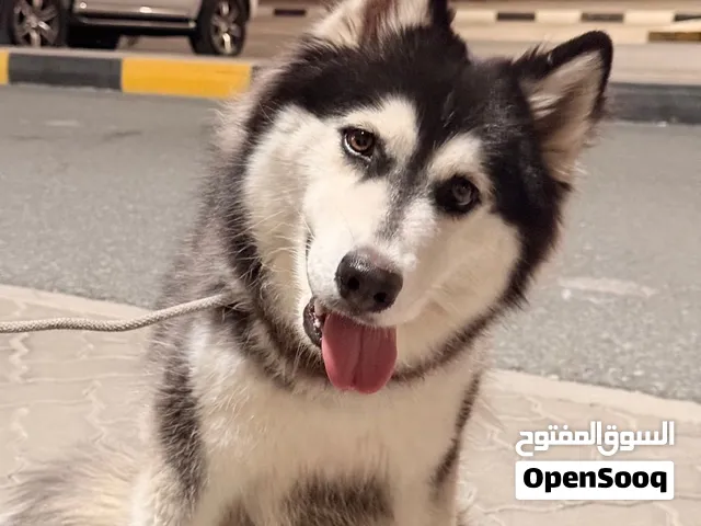 Alaskan husky