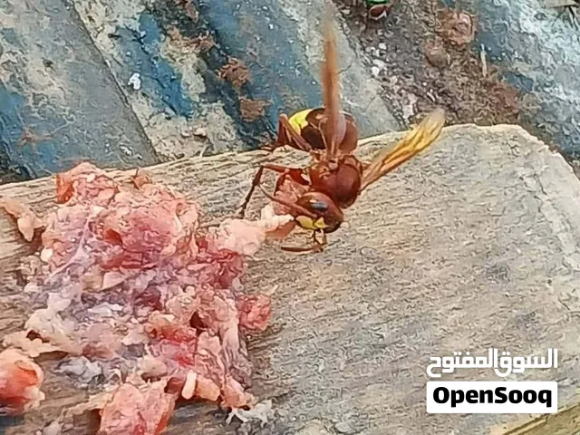 سم دبور وزقرط