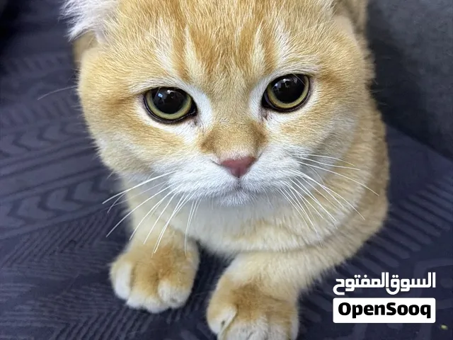 سكوتش /11شهر