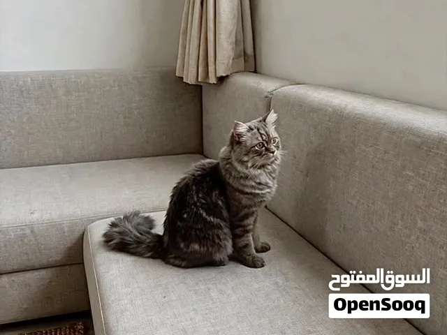 قط عمره سنه بسن التزاوج ونضيف صنعاا
