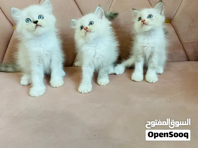 رادغول وهملابا ذكور واناث