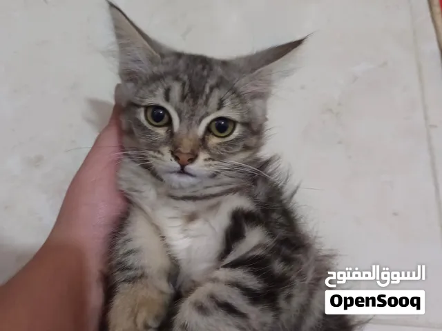 قط اثنان عمرهما ثمان شهور للتبني