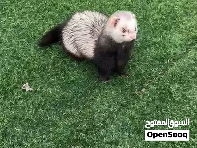 النمس الهولندي
