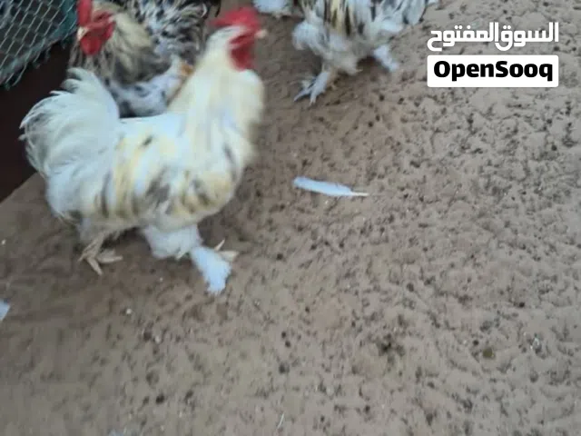 ديوك كوشن العملاق