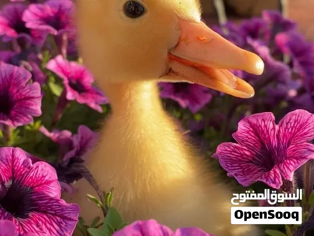بطة صفراء صغيرة مع قفص واكل
