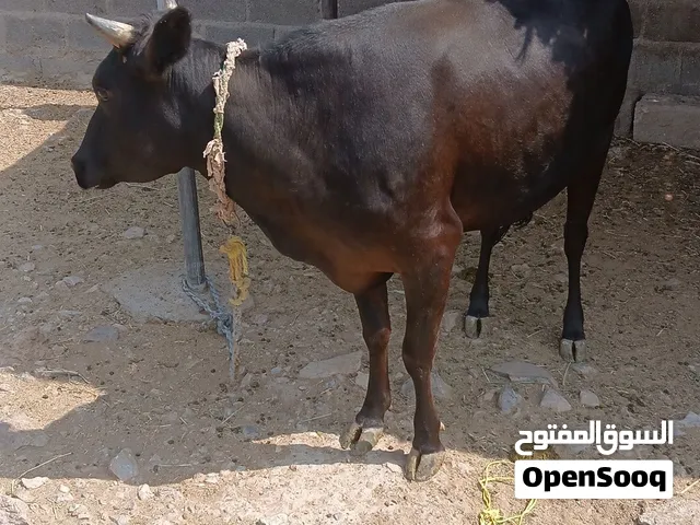 للبيع عجله جرسيه