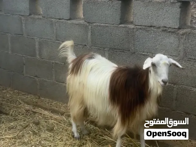 شاةً راهيه وعشار للبيع