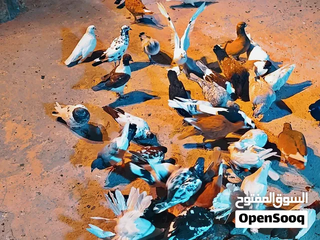 قطعت حمام كامله للبيع اي حبه 4 دنانير وقابل للتفاوض