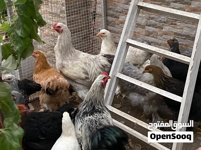 للبيع دجاج وديكه براهما بيور