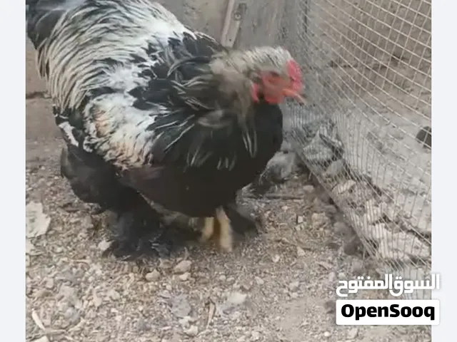 اربع ديوك براهما سلاله صافيه مستوي عالي للبيع الحبه على 15ثلاث فرحات لون بني ذهبي وابيض الحبه ب10