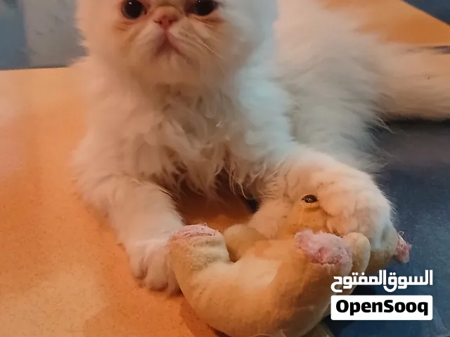 قطة هيمالايا بنت عيون زرقاء