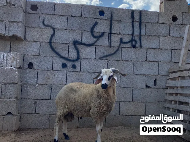 حولي اللهم بارك بلمواصفات