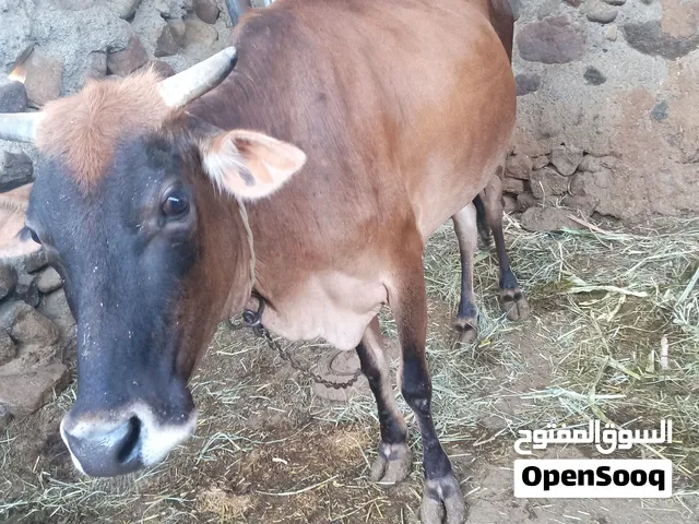 بقرة محلية للبيع