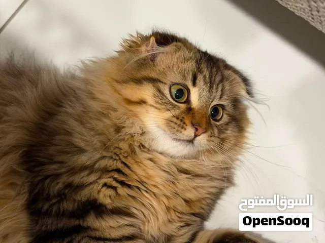 كيتين سكوتش kittin scotich