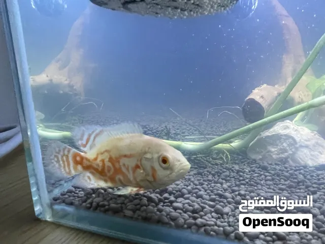 Small white albino oscar very strong and healthy trained to eat food with hands