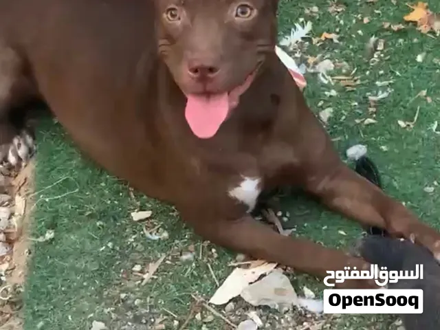 انثى بتبول قرببة صرفتها